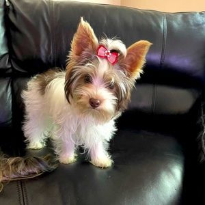 Meet your Posher, Veronica